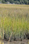 Smooth cordgrass